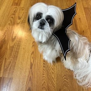 Meet your Posher, Cesar